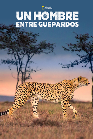 Un hombre entre guepardos