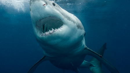 La extinción del tiburón blanco