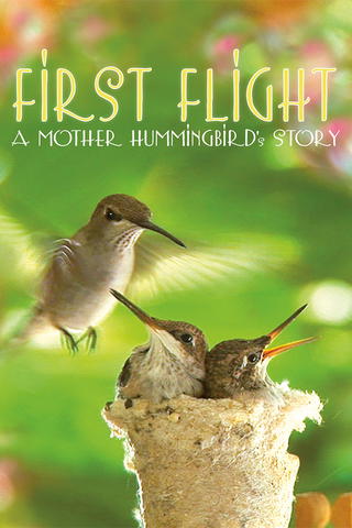 First Flight: A Mother Hummingbird's Story