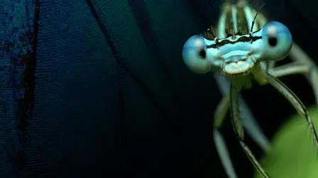 Planet Insect