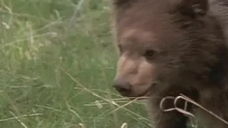 Wild America: Fantastic Follies