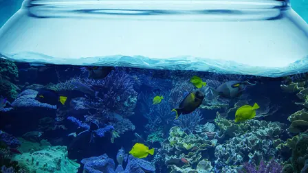 Tanked