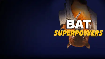 Bat Superpowers