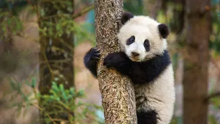 Disneynature: Nés en Chine