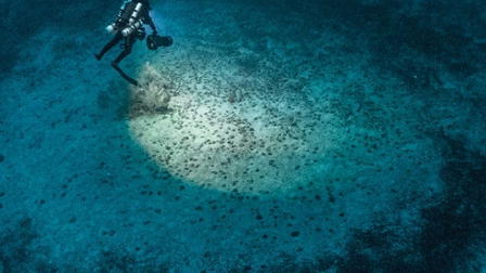 The Mystery of the Med Rings