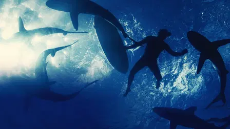 Sharkwrecked: Crash Landing