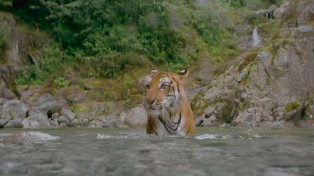 India: Kingdom of the Tiger