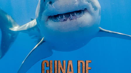 Cuna de tiburones, parte 2