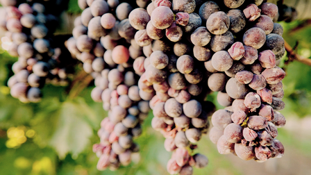 Wine Masters: Alsace