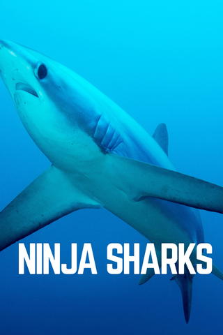 Ninja Sharks
