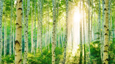 The Secret Life of Trees