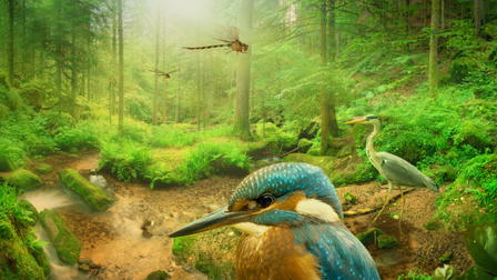 Inside the Forest: Seasons of Wonder
