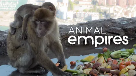 Imperios Animales
