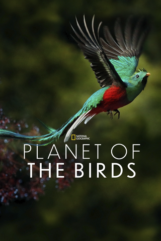 Planet of the Birds