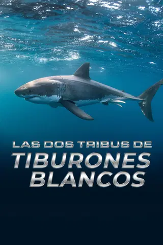 Tiburón blanco, máxima amenaza