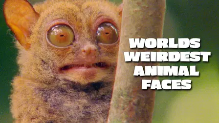 World's Weirdest Animal Faces