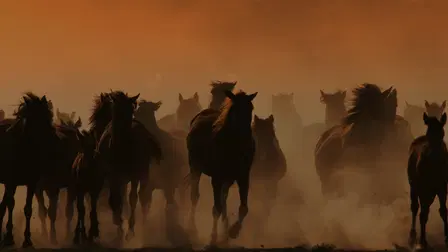 Throw Away Horses