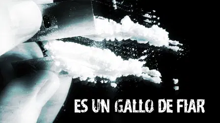 Es un gallo de fiar