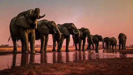 Okavango: River Of Dreams