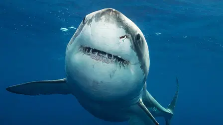 Sharkcam Strikes Back