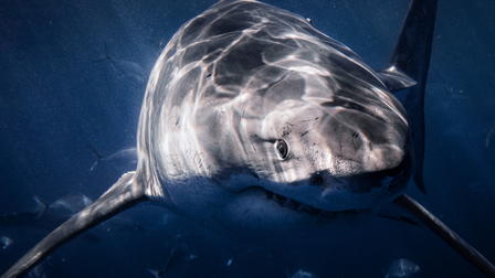 Lair of the Great White