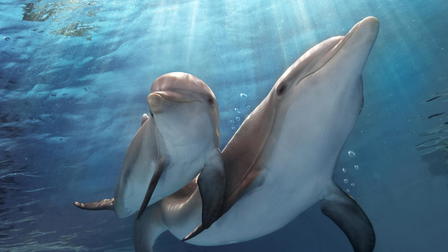 Dolphin Tale 2