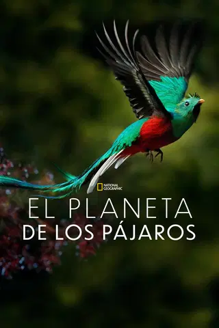 El planeta de los pájaros