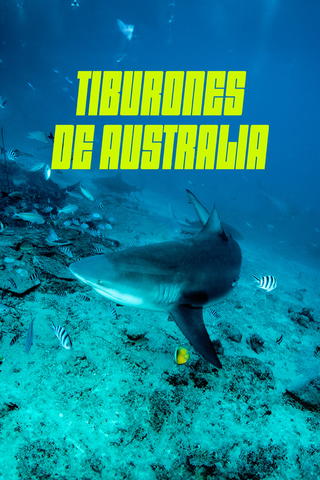 Tiburones de Australia