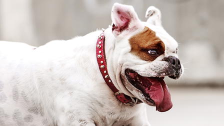 Dogs 101: New Tricks