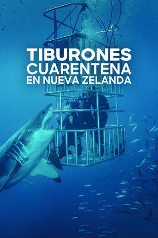 Tiburones: cuarentena en Nueva Zelanda