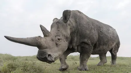 The Last Rhinos: A New Hope