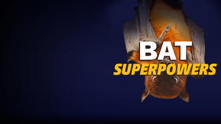 Bat Superpowers