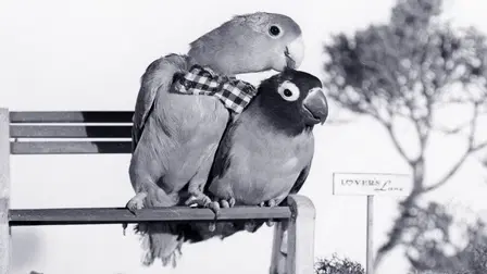 Bill and Coo