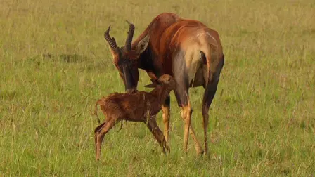 Antelopes – The Unsung Heroes