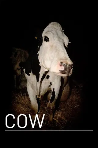 Cow