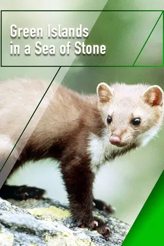 Green Islands in a Sea of Stone