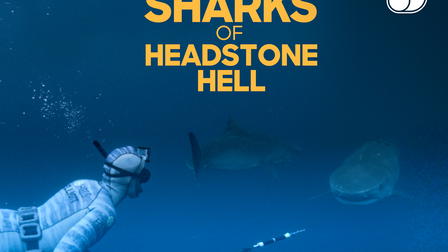 The Sharks of Headstone Hell