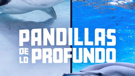 Tiburones contra delfines