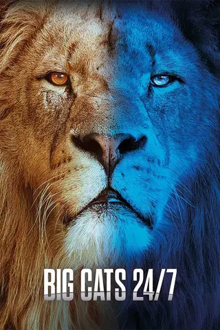 Big cats 24/7