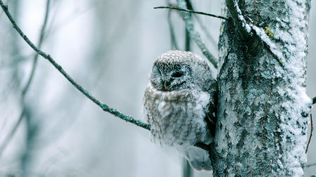 Tale of a Forest