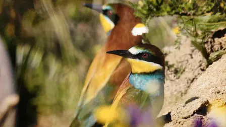 Dehesa - L'harmonie ibérique