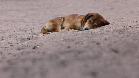 Stray