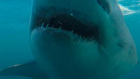 Bride of Jaws