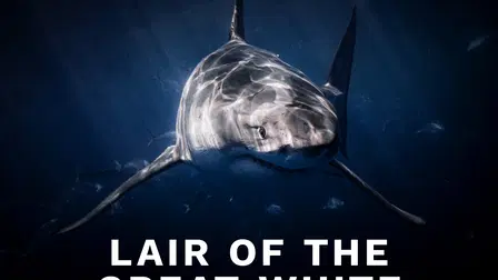 El refugio del tiburón blanco