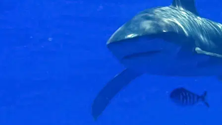 Shark Gordon