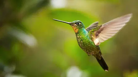 South America Untamed