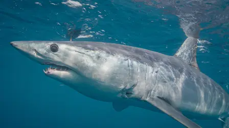 World's Biggest Mako
