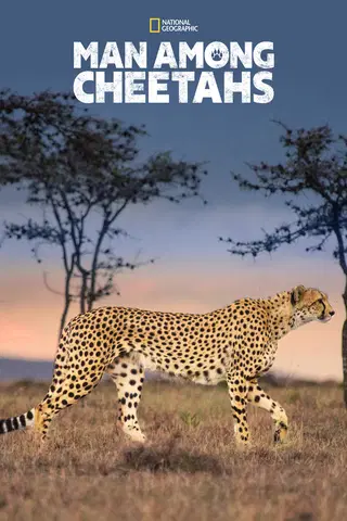 Man Among Cheetahs