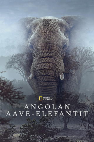 Angolan aave-elefantit