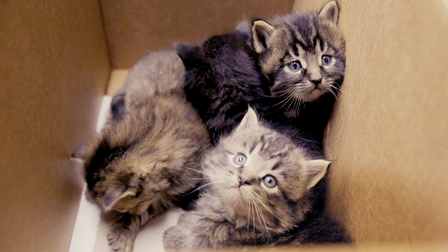 Running Wild: The Cats of Cornwall